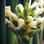 Small white flowers