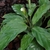 Plant with green leaves and small white flower