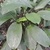 Rosette plant with large broad leaves