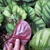 Variegated foliage. One leaf turned to show purple underside.