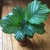 Plant growing in a pot
