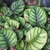 Variegated foliage