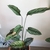 Form of the plant in a pot