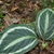 Large oval leaves with silvery variegation.