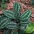 Large oval leaves with silvery variegation.