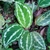 Large oval leaves with silvery variegation.
