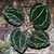 Dark green leaves with pinkish veins.