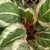 Pink & silver variegated, round leaves.