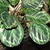 Dark green & silver variegated, round leaves.
