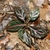 Dark green leaves with pinkish veins.
