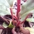 Red petioles with reddish hairs.