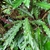 Plant with lanceolate leaves.