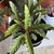 Potted plant with lanceolate leaves.