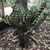 Large, round leaves with silvery and dark variegations.