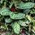 Plant with variegated leaves in a greenhouse