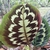 Large, round leaf with silvery and dark variegations.