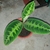 Plant with variegated leaves in a pot