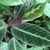 Large oval leaves with dark variegation.