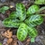 Large oval leaves with dark variegation.