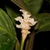 Large oval leaves with dark variegation & white bracts