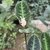 Large oval leaves with dark variegation.