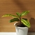 Plant with variegated leaves in a pot