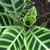 Leaf d
