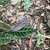 Purple underside of leaf