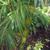 Stems and leaves