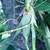 Climbing roots from stem