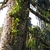 Form growing on a tree