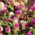 Gomphrena globosa