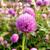 Gomphrena globosa