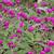 Gomphrena globosa