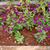 Gomphrena globosa