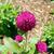 Gomphrena globosa