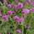 Gomphrena 'Fireworks'