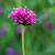 Gomphrena globosa 'Fireworks'