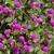 Gomphrena globosa