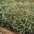 Gomphrena globosa