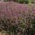 Gomphrena globosa