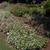 Gomphrena globosa
