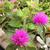Gomphrena 'Pink Zazzle'