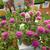 Gomphrena 'Pink Zazzle'