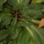 Rosette of leaves