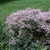 Form