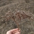 Stem and panicle of flowers
