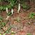 Goodyera pubescens