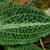 Leaf closeup