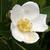 Gordonia lasianthus